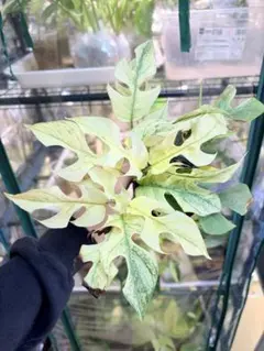 2026年最新】ラフィドフォラ ホワイトモンスターの人気アイテム - メルカリ