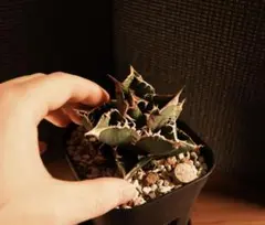 2026年最新】冰雹 アガベの人気アイテム - メルカリ