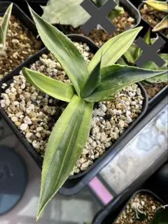 2026年最新】オバティフォリアキラーの人気アイテム - メルカリ