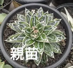 2026年最新】アガベ姫笹の雪の人気アイテム - メルカリ