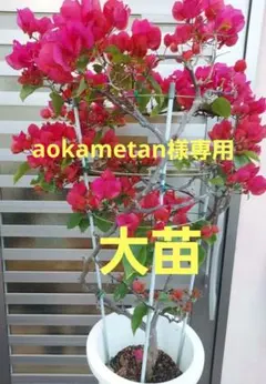 2026年最新】ブーゲンビリア 苗の人気アイテム - メルカリ