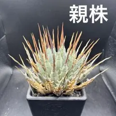 2026年最新】エボリスピナ の人気アイテム - メルカリ