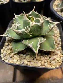 2026年最新】ivory wa アガベの人気アイテム - メルカリ