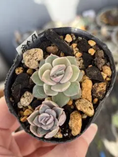 2026年最新】優木園 多肉の人気アイテム - メルカリ