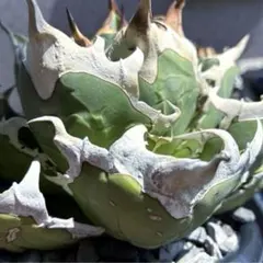 2026年最新】オアハカ 子株の人気アイテム - メルカリ