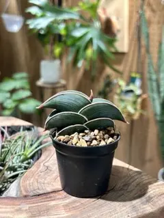 2026年最新】サンスベリア ロリダの人気アイテム - メルカリ