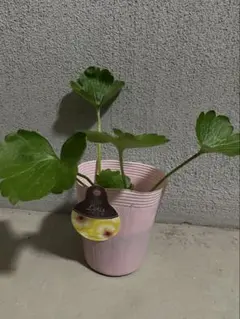 2026年最新】ラナンキュラス ラックス ロティスの人気アイテム - メルカリ