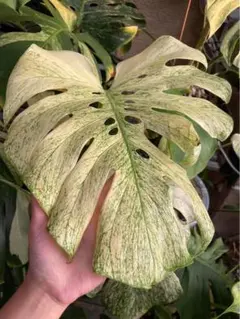 2026年最新】モンステラ 組織培養の人気アイテム - メルカリ