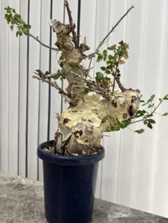 2026年最新】commiphoraの人気アイテム - メルカリ