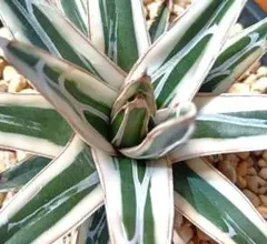 2026年最新】アガベ氷山の人気アイテム - メルカリ