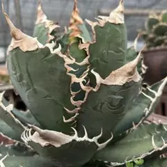 2026年最新】チタノタ悪魔くんの人気アイテム - メルカリ