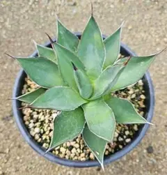 2026年最新】アリゾニカの人気アイテム - メルカリ