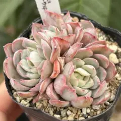 2026年最新】ザラゴーサSPノバの人気アイテム - メルカリ