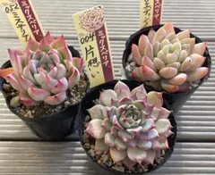 2026年最新】ミックスベリア ウエディングベルの人気アイテム - メルカリ