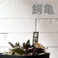 2026年最新】アガベ鰐亀の人気アイテム - メルカリ