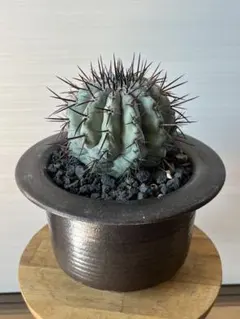 2026年最新】コピアポア シネレアの人気アイテム - メルカリ