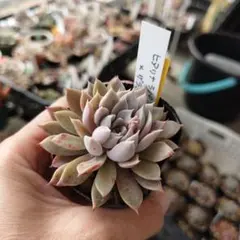 2026年最新】ザラゴーサ SP ノバの人気アイテム - メルカリ