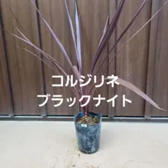 2026年最新】コルジリネの人気アイテム - メルカリ