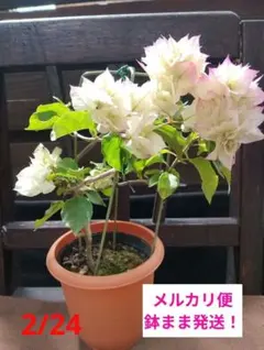 2026年最新】ブーゲンビリア 苗の人気アイテム - メルカリ