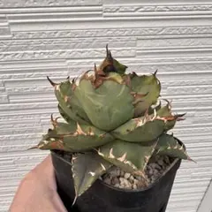 2026年最新】姫厳龍の人気アイテム - メルカリ