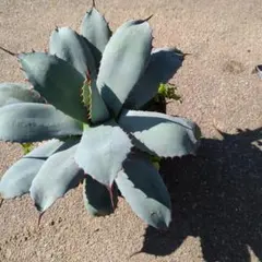 2026年最新】アガベ パリー 大株の人気アイテム - メルカリ