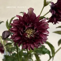 2026年最新】広瀬園芸 ソレイユの人気アイテム - メルカリ