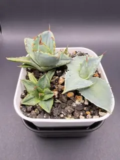 2026年最新】イラン株 アガベの人気アイテム - メルカリ