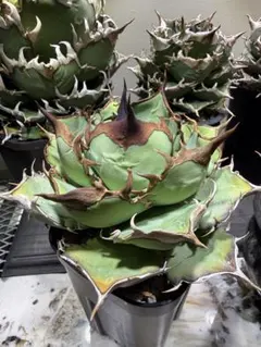 2026年最新】アガベ オアハカ 現地の人気アイテム - メルカリ