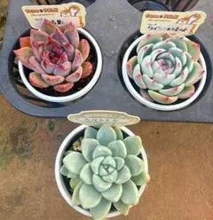 2026年最新】オーズプランツ苗の人気アイテム - メルカリ