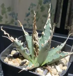 2026年最新】エボリスピナ 斑入りの人気アイテム - メルカリ