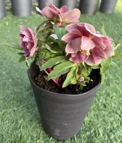 2026年最新】広瀬園芸 ソレイユの人気アイテム - メルカリ