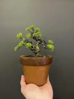 2026年最新】五葉松の人気アイテム - メルカリ