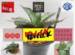 2026年最新】オアハカ 現地球の人気アイテム - メルカリ