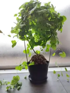 2026年最新】亀甲竜 長谷川の人気アイテム - メルカリ