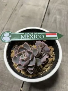 2026年最新】チャザロイの人気アイテム - メルカリ