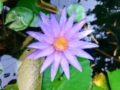 2026年最新】熱帯睡蓮の人気アイテム - メルカリ