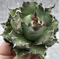 2026年最新】龍球会 アガベの人気アイテム - メルカリ