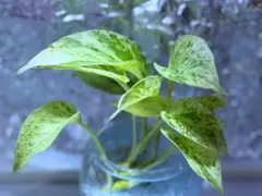 2026年最新】モンステラ グリーンスノーの人気アイテム - メルカリ