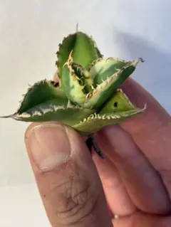 2026年最新】白豪刺の人気アイテム - メルカリ