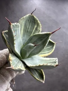 2026年最新】アガベパリーの人気アイテム - メルカリ