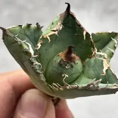 2026年最新】アガベ裏棘の人気アイテム - メルカリ