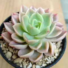 2026年最新】メローイエロー 多肉の人気アイテム - メルカリ