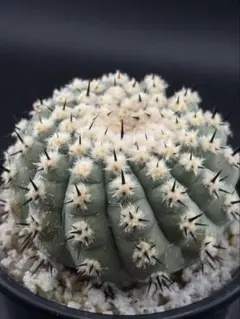 2026年最新】黒王丸 現地球の人気アイテム - メルカリ