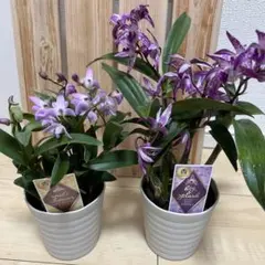 2026年最新】キンギアナムの人気アイテム - メルカリ