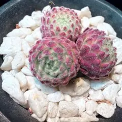 2026年最新】センペルビウム錦の人気アイテム - メルカリ