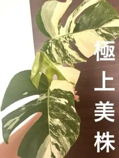 2026年最新】モンステラホワイトタイガーの人気アイテム - メルカリ