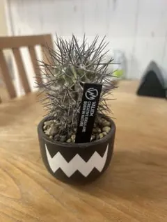 2026年最新】バリエムの人気アイテム - メルカリ