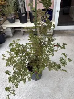 2026年最新】グレビレア グレープの人気アイテム - メルカリ