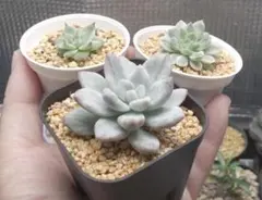 2026年最新】オパリナ錦の人気アイテム - メルカリ