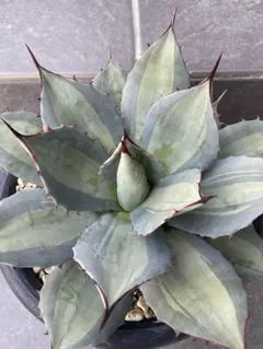 2026年最新】アガベ パリー 吉祥天錦の人気アイテム - メルカリ